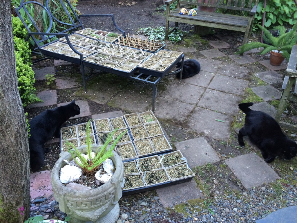 Quincy, Mona, and Maurice partaking in their daily catnip.