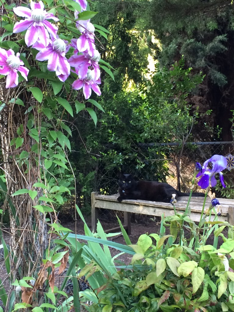 Maurice feeling confident enough to try out a new spot in the garden.