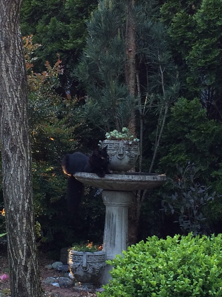 Quincy on his first day in the garden.