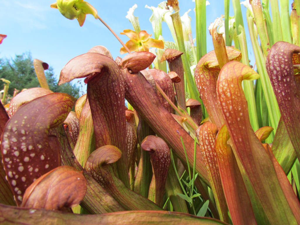 Sarracenia Northwest: Open House September 13, 2015