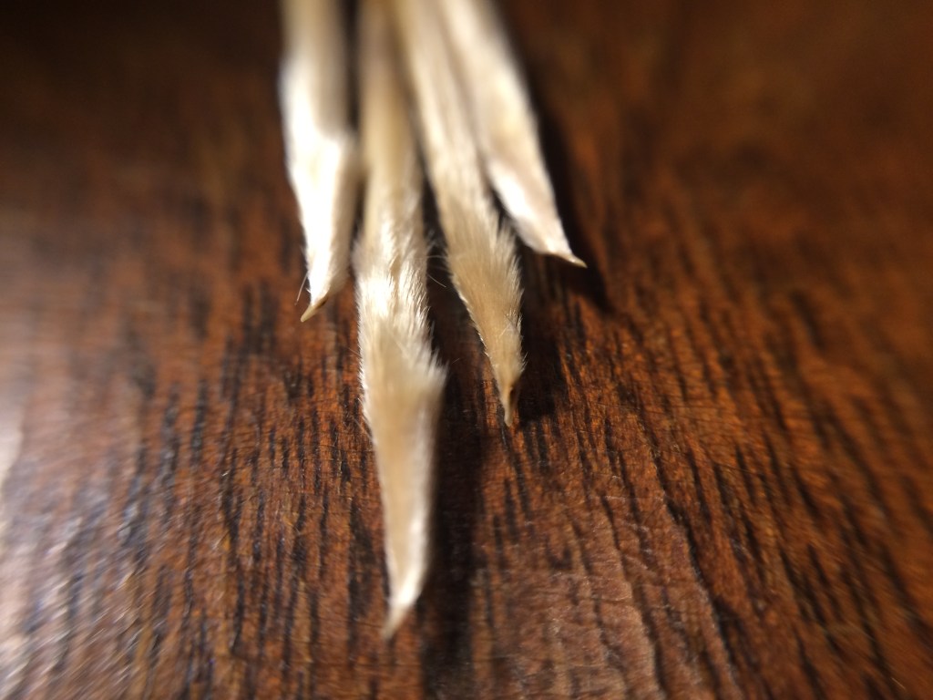 January 2017: Amateur Bot-Ann-Ist is&nbsp;Back!!!