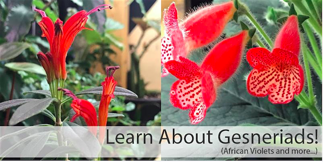 Learn About Gesneriads this Sunday at Cornell Farm in SW&nbsp;Portland