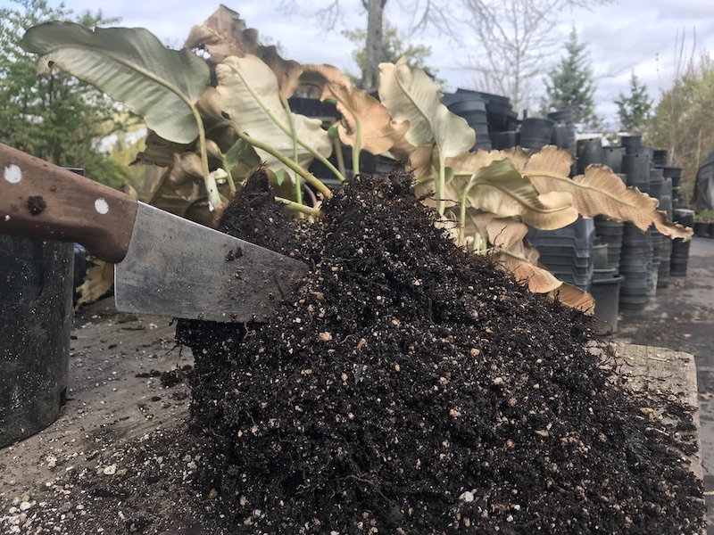 Propagation and Plant Production: Cooking up Plants for Friends and Strangers During&nbsp;Covid-19