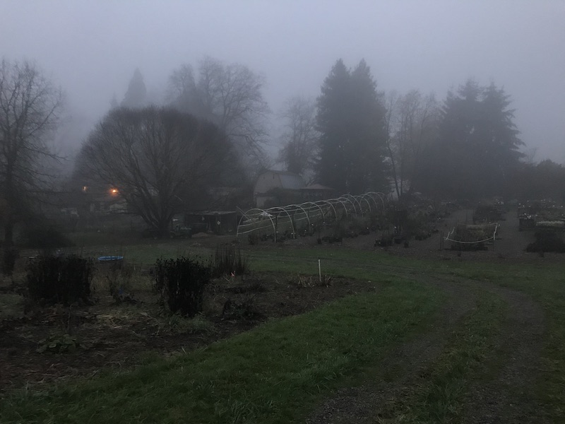 Thankful and a bit lost in the fog of November&nbsp;2020