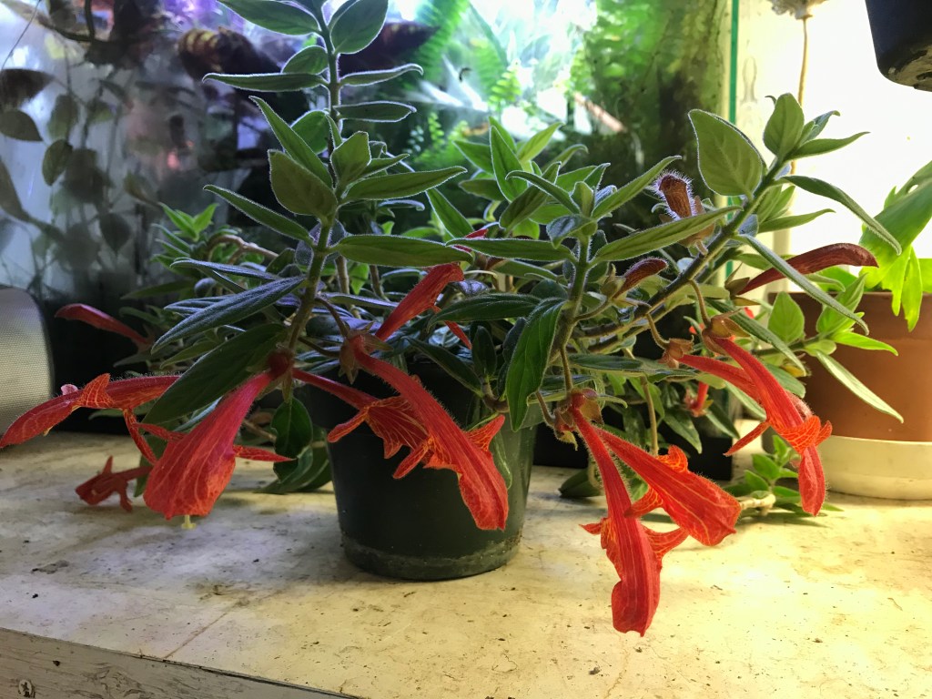 My Oldest Houseplant and Its Friends: Houseplant Count&nbsp;#8-14