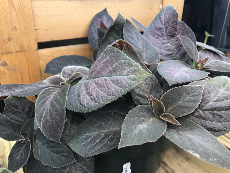 Houseplant Count #15-21