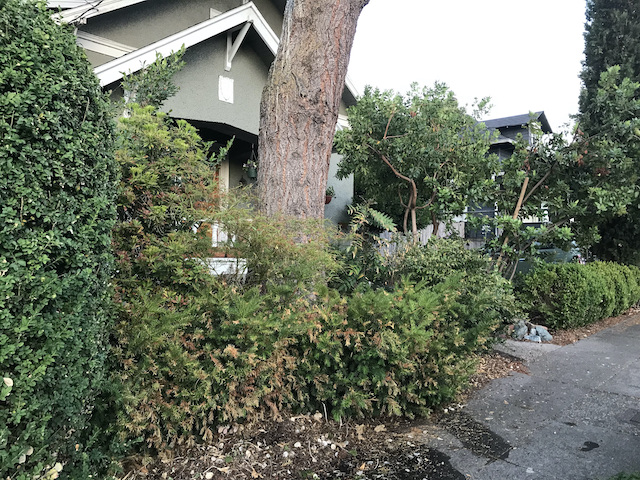 Summer 2021 (so far!) at Campiello Maurizio in Portland, Oregon