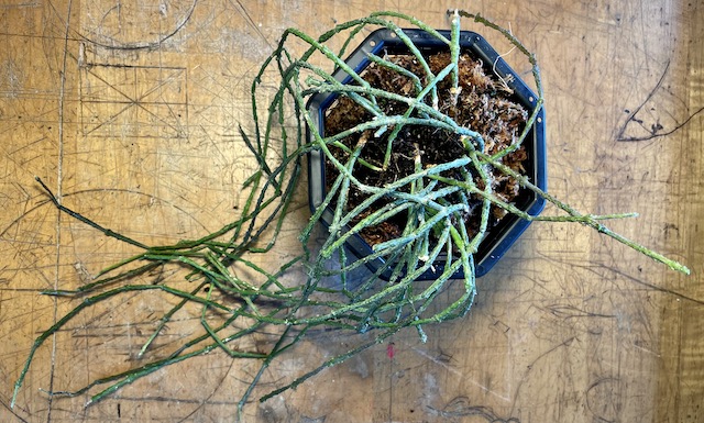 My Mounted Plant Journey (and the Master of&nbsp;Mounts)