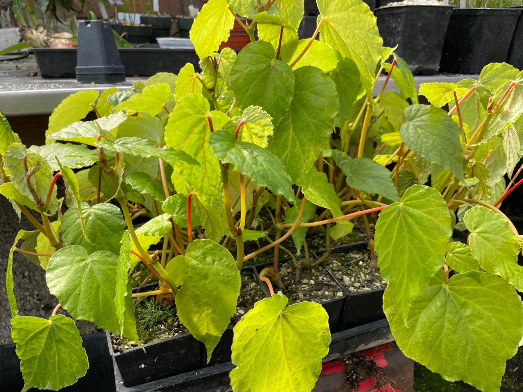 Begonia Season Begins and Winter Ends!!!
