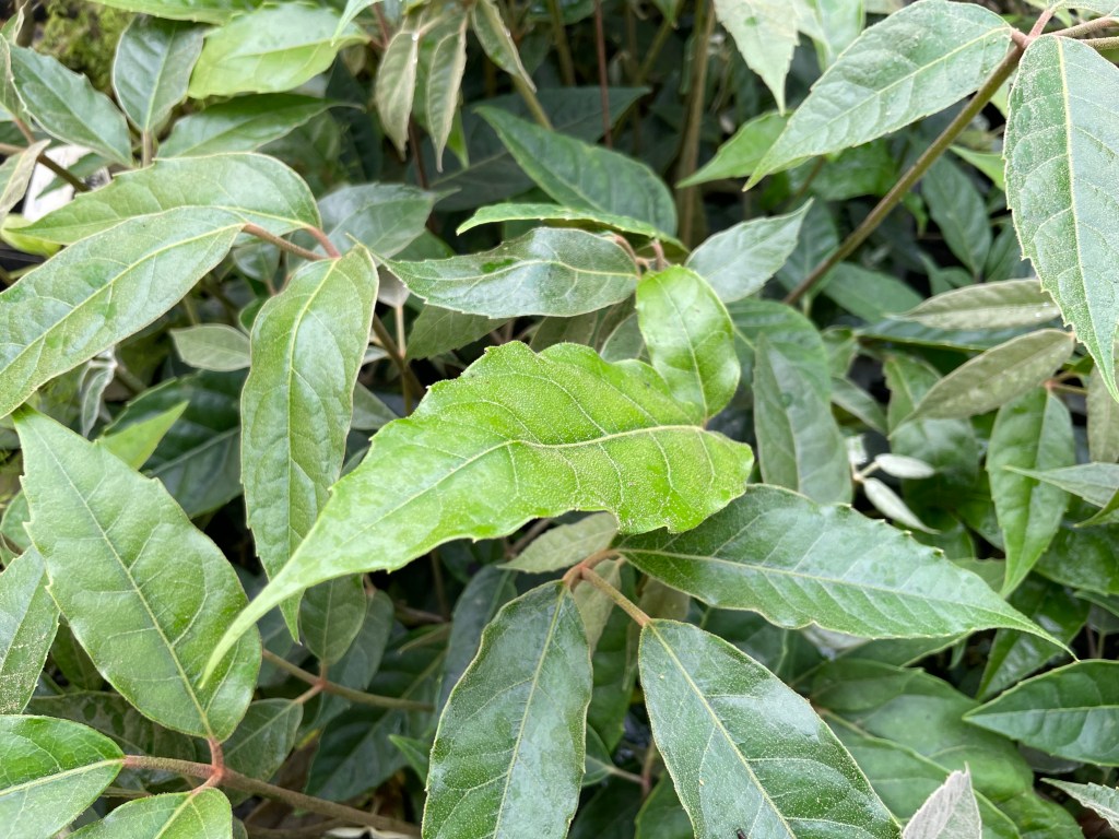 Cistus Nursery: Seed Grown Wonders Currently on Mail Order