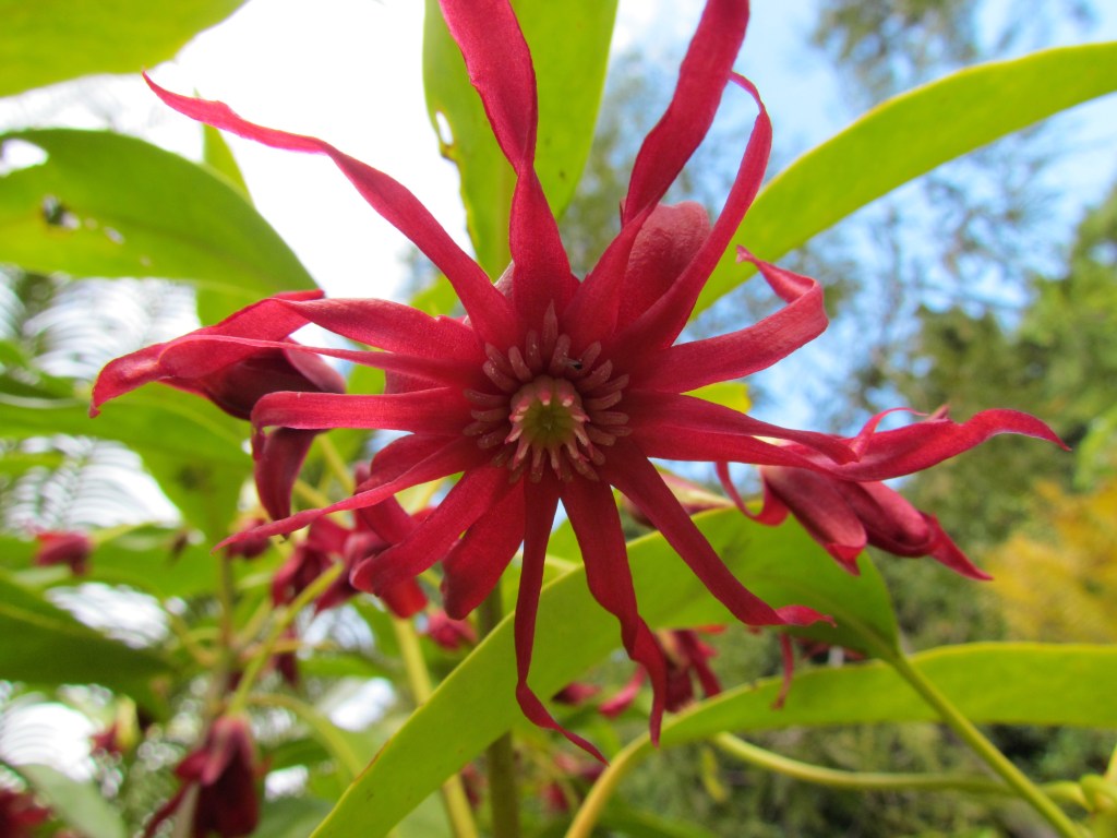 How To Be a Great Plant Shop or Nursery&nbsp;Customer