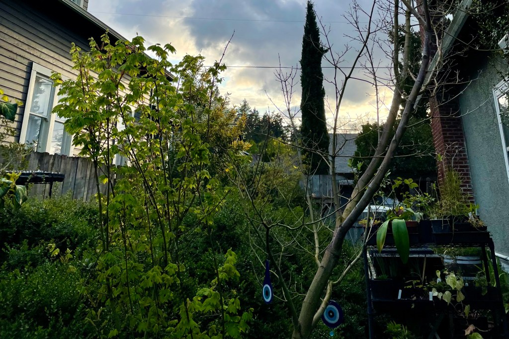 Our Vine Maple: a native plant reborn (Acer&nbsp;circinatum)