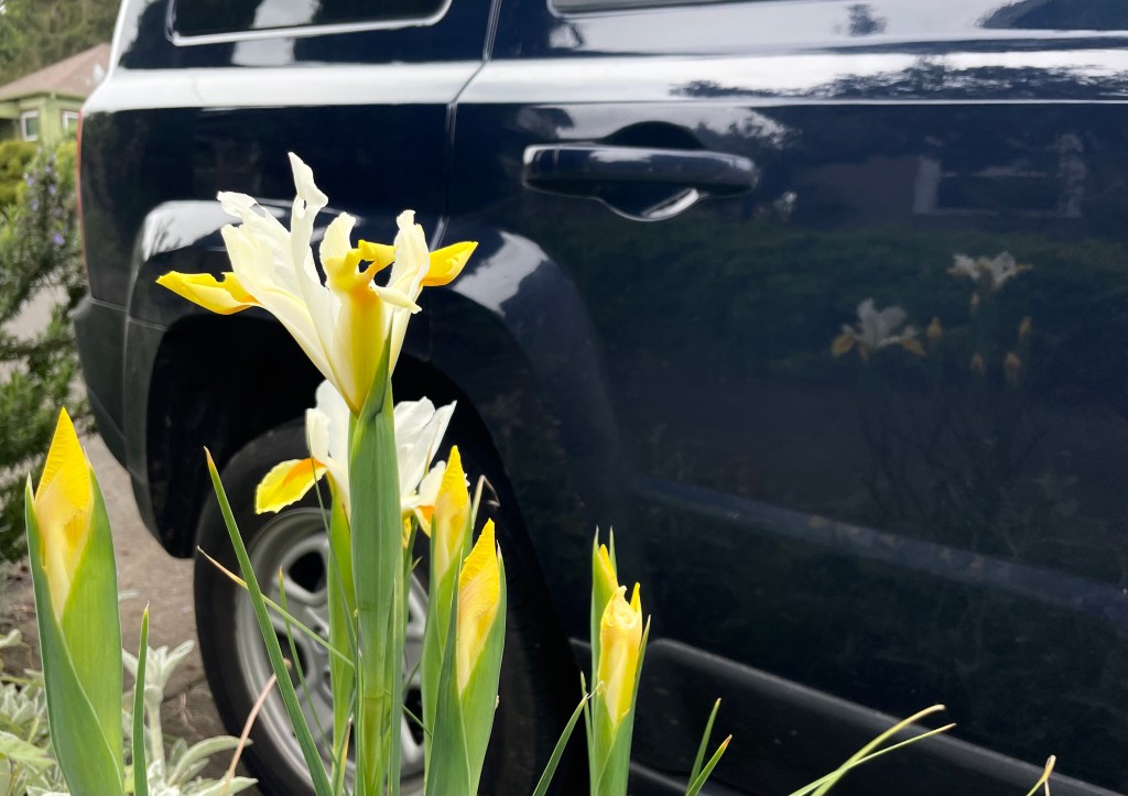 The Week After the Open&nbsp;Garden