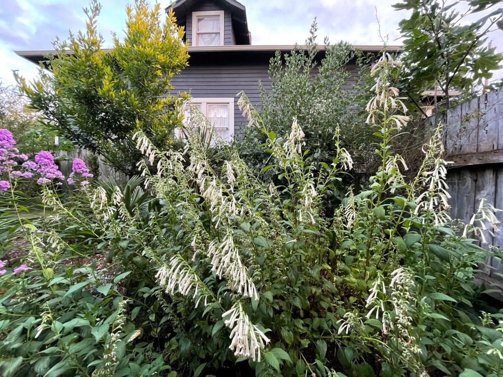 Monthly Top 10 Plants at Campiello Maurizio (August&nbsp;2022)