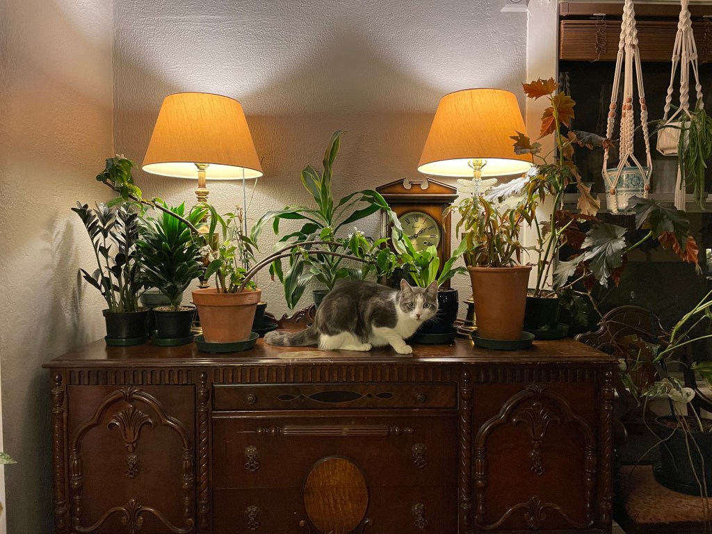 Around the Houseplants…
