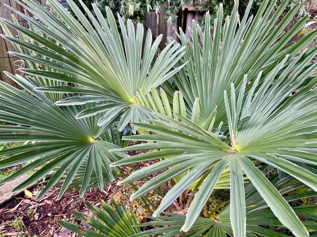 Monthly Top 10 Plants at Campiello Maurizio (December&nbsp;2022)