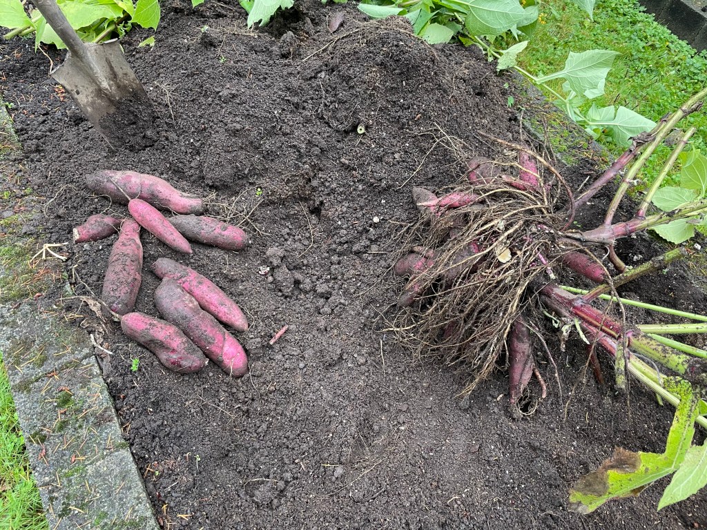 Yacón (Smallanthus sonchifolius)
