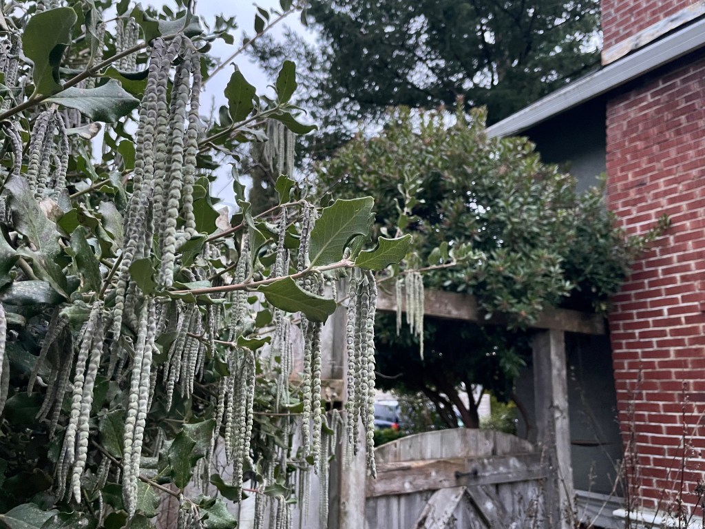 Monthly Top 10 Plants at Campiello Maurizio (February&nbsp;2023)