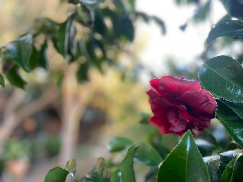 Monthly Top 10 Plants at Campiello Maurizio (March 2023)