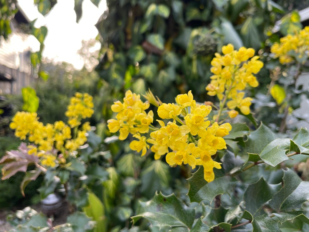 Monthly Top 10 Plants at Campiello Maurizio (April&nbsp;2023)