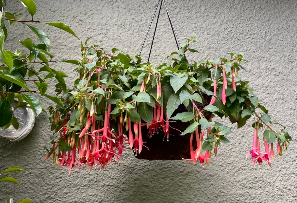 Monthly Top 10 Plants at Campiello Maurizio (May 2023)