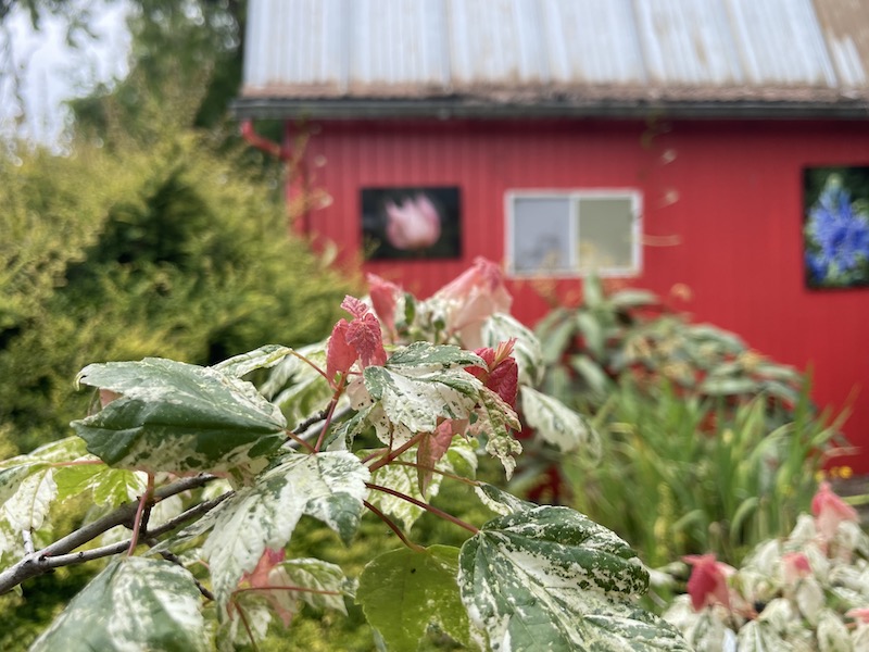 Secret Garden Growers: Retail and Mail-Order Specialty Plant Nursery (Canby,&nbsp;OR)