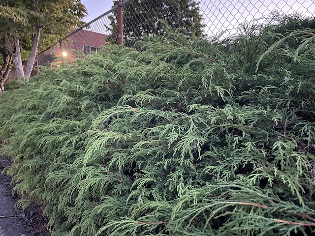 Siberian Cypress: Microbiota decussata